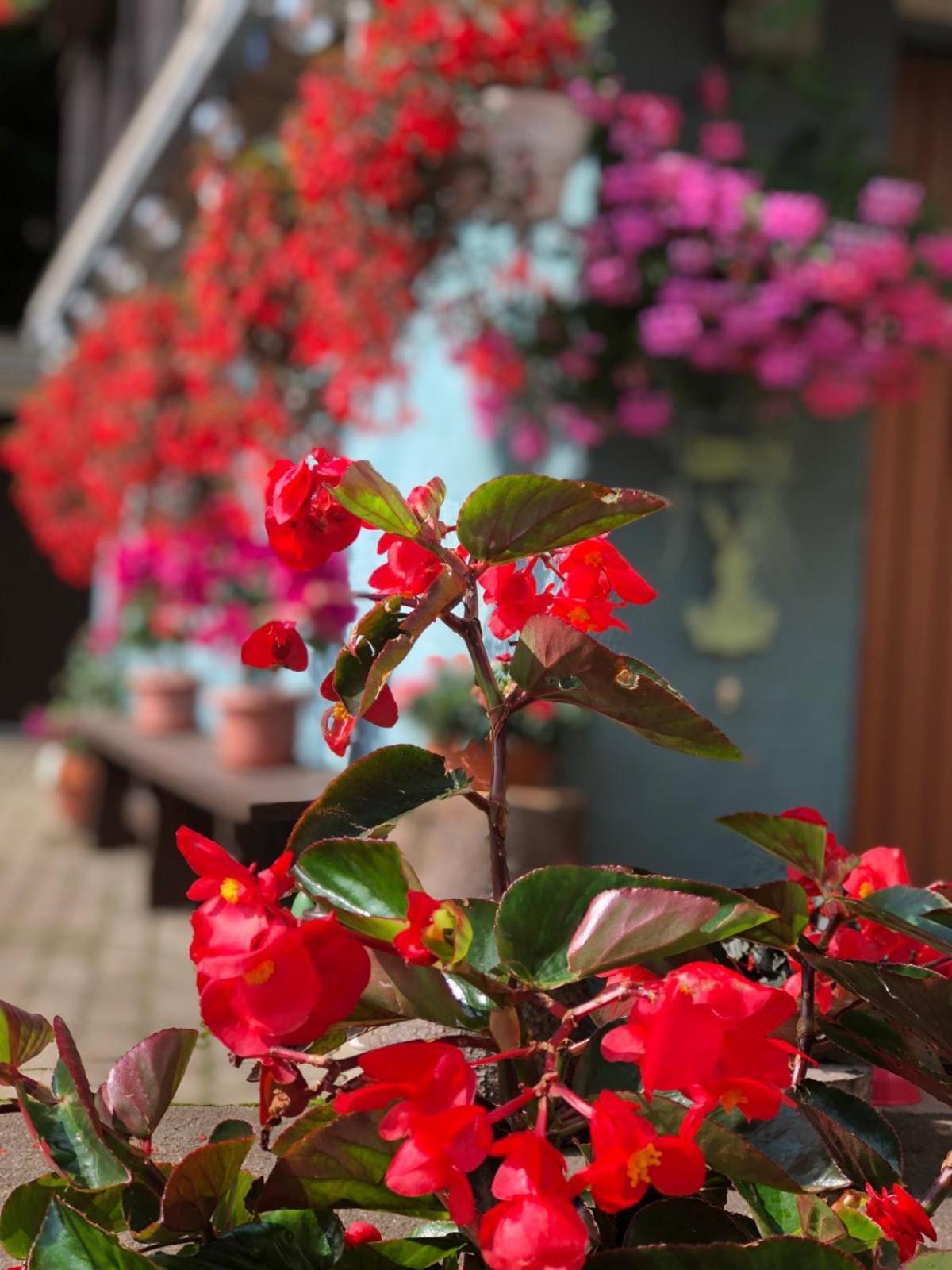 Haus-Erzberg Bed and Breakfast Vordernberg Buitenkant foto